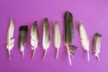 Pigeon feathers on a purple background Royalty Free Stock Photo