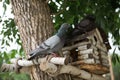 Pigeon feeder birdhouse
