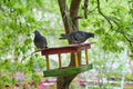 Pigeon in the feeder, birds and green city.