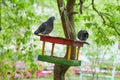 Pigeon in the feeder, birds and green city.