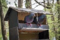 a pigeon feeder in the form of a wooden house hangs on a tree in the forest in summer. pigeons sit on the feeder.