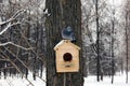 A pigeon on a feeder in a winter forest. Wintering pigeons. There is a lot of snow in the forest. Royalty Free Stock Photo