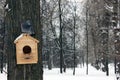 A pigeon on a feeder in a winter forest. Wintering pigeons. There is a lot of snow in the forest. Royalty Free Stock Photo