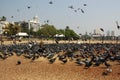 Pigeon Feeding, Chowpatty Beach, Mumbai Royalty Free Stock Photo