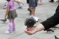 Pigeon Feeding on Hand Venice Royalty Free Stock Photo