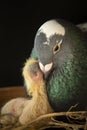 Pigeon feeding milk crop to new born in home nest