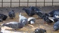 Pigeon feeding in Tokyo, Japan Royalty Free Stock Photo
