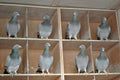 Pigeon females in a dovecote