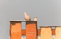 Pigeon on fence