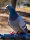 Pigeon on Fence