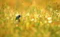 Pigeon in the field in spring Royalty Free Stock Photo