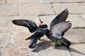 Pigeon fighting in day time in day time