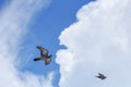 Pigeon flies in the blue sky in a sunny day.