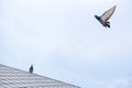 Pigeon flies in the blue sky in a sunny day.