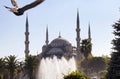 Pigeon flies in blurry motion towards Blue Sultanahmet Mosque