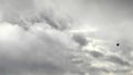 Pigeon Flies On Gray Storm Cloud Horizon, HD Royalty Free Stock Photo