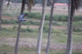 A pigeon flies over.  Bird attractively keeps up the wings and maintain the altutude and speed. Coconut field is right in front. Royalty Free Stock Photo