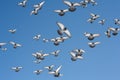 A pigeon flies in the sky.A pigeon flies in the sky. A flying bird against the blue sky, a blue dove spread its wings.