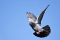 Pigeon in flight Royalty Free Stock Photo