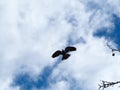 pigeon flight in blue sky and clouds Royalty Free Stock Photo