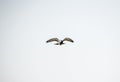 Pigeon In Flight Royalty Free Stock Photo