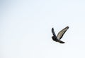 Pigeon In Flight Royalty Free Stock Photo