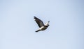 Pigeon In Flight Royalty Free Stock Photo