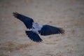 A pigeon in flight with open wings