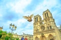 Notre Dame pigeon flight Royalty Free Stock Photo