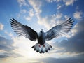 Pigeon in flight