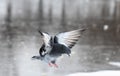 Pigeon in flight on snow in the city park in winter Royalty Free Stock Photo