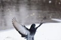 Pigeon in flight on snow in the city park in winter Royalty Free Stock Photo