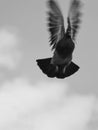 pigeon in flight with tail,feets and wings in motion blurr