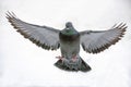 Pigeon in flight with white background 02 Royalty Free Stock Photo