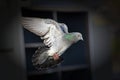 A pigeon in flight with a window in the background Royalty Free Stock Photo