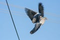 Pigeon in flight with wings spread from the side. Blurry wings