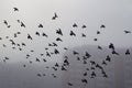 Pigeon flock in a foggy city