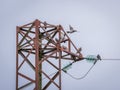 Pigeon flock perched on the old rusty high voltage tower