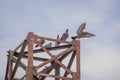 Pigeon flock perched on the old rusty high voltage tower
