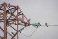 Pigeon flock perched on the old rusty high voltage tower