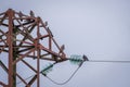 Pigeon flock perched on the old rusty high voltage tower