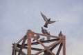 Pigeon flock perched on the old rusty high voltage tower