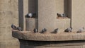 Pigeon flock settled on a concrete wall above a river in the city