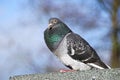 Pigeon Fluffed Against The Coid Royalty Free Stock Photo
