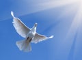 Pigeon flying in blue sky Royalty Free Stock Photo