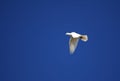 Pigeon flying in blue sky