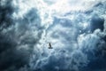 Pigeon flying in the clouds Royalty Free Stock Photo
