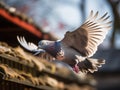 a pigeon flying on eaves of house