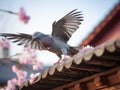 a pigeon flying on eaves of house