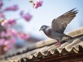 a pigeon flying on eaves of house